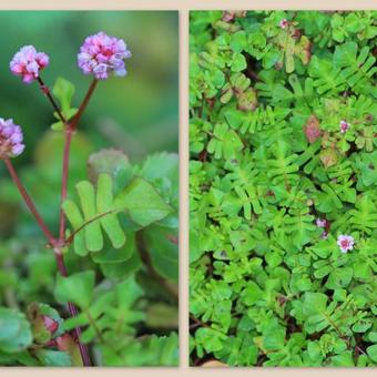 Persicaria runcinata Needham's form