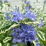 Caryopteris x clandonensis 'White Surprise' - Caryopteris x clandonensis 'White Surprise'