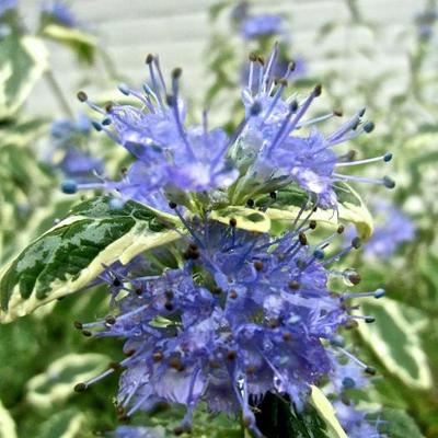 Caryopteris x clandonensis 'White Surprise' - 