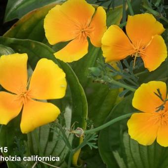 Eschscholzia californica