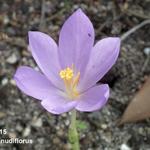 Crocus nudiflorus - 