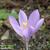 Crocus nudiflorus