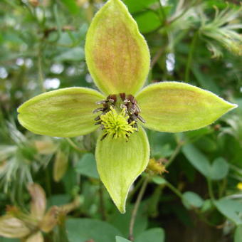 Clematis tangutica 'My Angel'