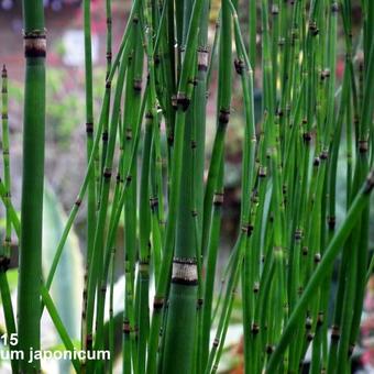 Equisetum japonicum