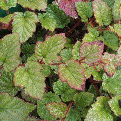 Rubus tricolor - Dreifarbige Himbeere - Rubus tricolor