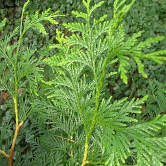 Thuja plicata 'Excelsa'