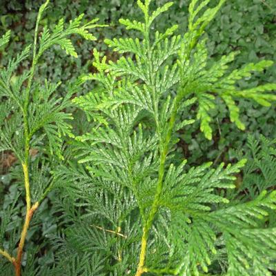 Thuja plicata 'Excelsa' - 