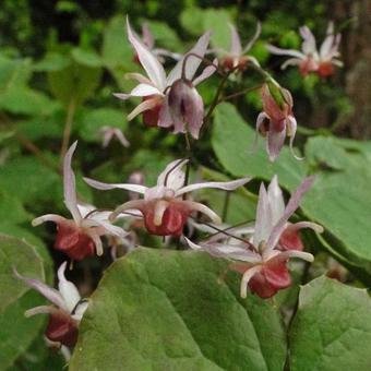 Epimedium grandiflorum