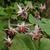 Epimedium grandiflorum