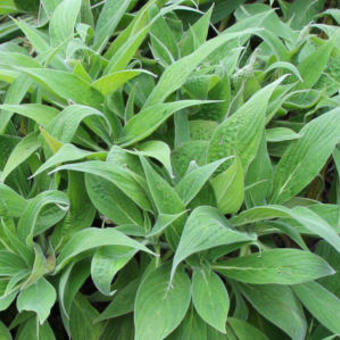 Echium candicans