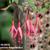 Fuchsia magellanica