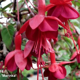 Fuchsia 'Marinka'