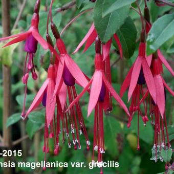 Fuchsia magellanica var. gracilis