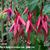 Fuchsia magellanica var. gracilis