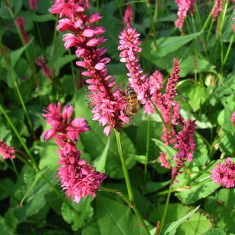 Persicaria amplexicaulis 'Firetail'