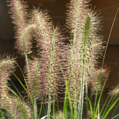 Pennisetum alopecuroides 'Hameln' - Pennisetum alopecuroides 'Hameln'