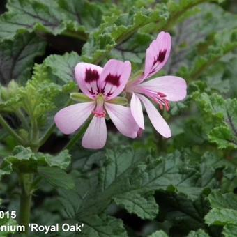 Pelargonium 'Royal Oak'