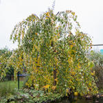 Cercidiphyllum japonicum 'Pendulum' - 