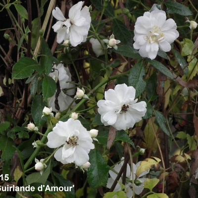 Rosa 'Guirlande d'Amour' - 