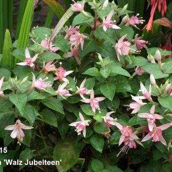 Fuchsia 'Walz Jubelteen'