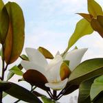 Magnolia grandiflora - Immergrüne Magnolie