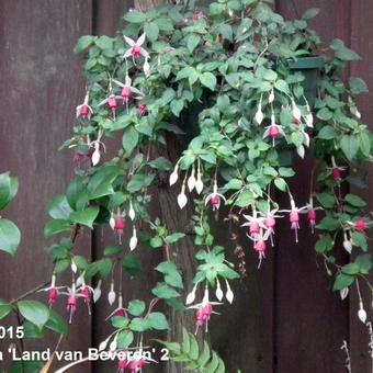 Fuchsia 'Land van Beveren'