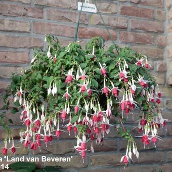 Fuchsia 'Land van Beveren'