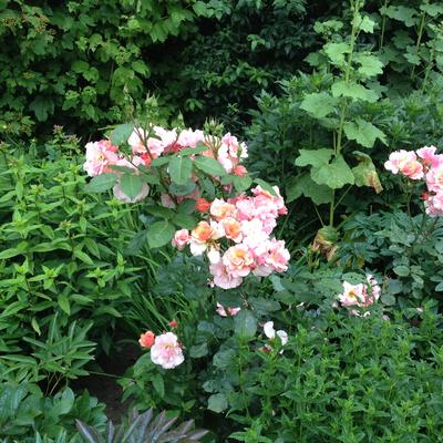 Rosa 'Astrid Lindgren'  - 