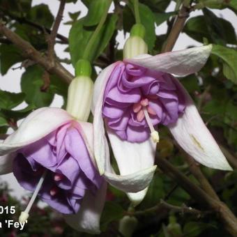 Fuchsia 'Fey'