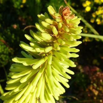 Kniphofia 'Green Jade'