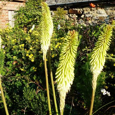 Kniphofia 'Green Jade' - Kniphofia 'Green Jade'