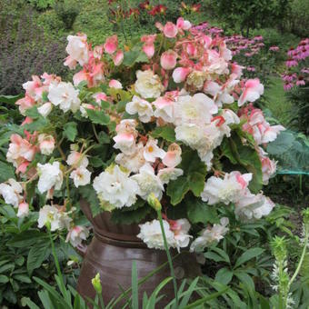 Begonia odorata 'Angelique'