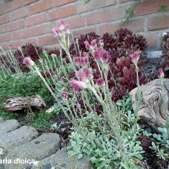 Antennaria dioica