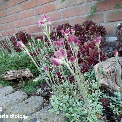 Antennaria dioica - Gewöhnliches Katzenpfötchen