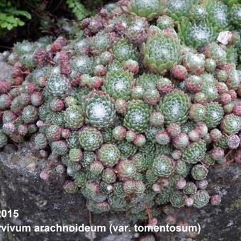 Sempervivum arachnoideum var. Tomentosum