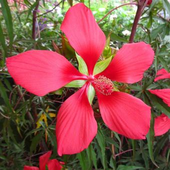 Hibiscus coccineus