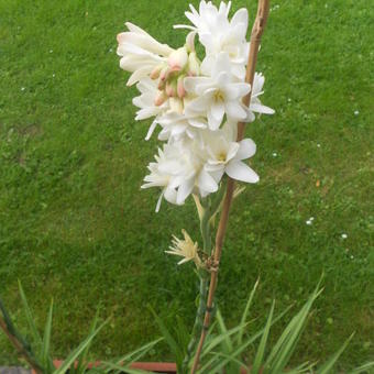 Polianthes tuberosa 'The Pearl'