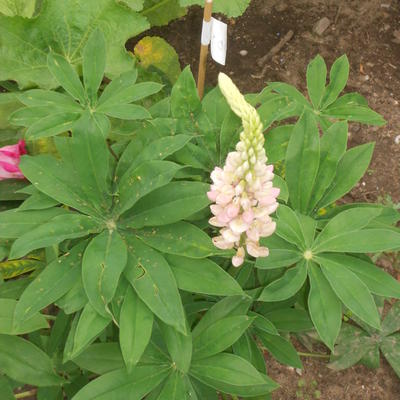 Lupinus 'GALLERY Pink' - Lupinus 'GALLERY Pink'