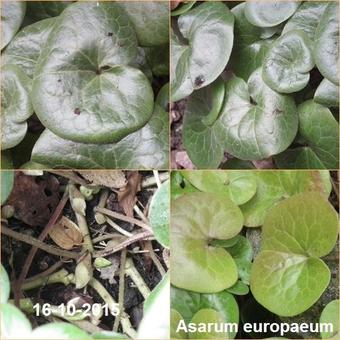 Asarum europaeum