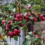 Malus 'Red Sentinel'