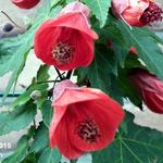 Abutilon - 