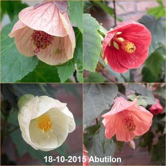 Abutilon