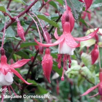 Fuchsia 'Madame Cornelissen'