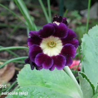 Primula auricula