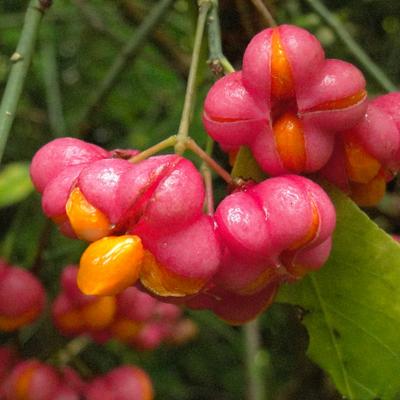 Euonymus europaeus - Gewöhnlicher Spindelstrauch