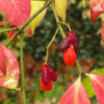 Euonymus alatus