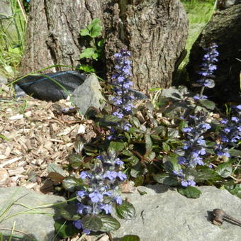 Ajuga reptans 'Evening Glow'