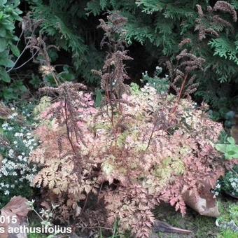 Aruncus aethusifolius