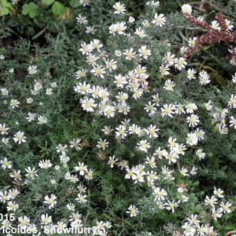 Aster ericoides 'Snowflurry'