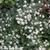 Aster ericoides 'Snowflurry'